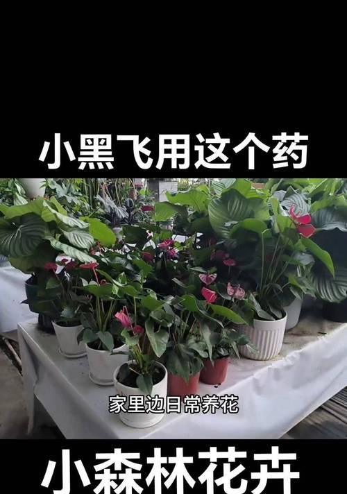 如何高效杀死小黑飞（一起来掌握小黑飞的致命弱点）-第2张图片-绿意生活
