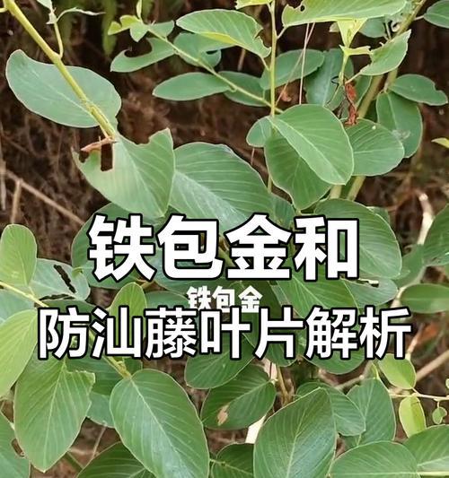 铁包金冬为什么在冬天掉叶子？（解读铁包金冬掉叶现象、认识其生长习性）-第1张图片-绿意生活