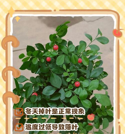 铁包金冬为什么在冬天掉叶子？（解读铁包金冬掉叶现象、认识其生长习性）-第2张图片-绿意生活