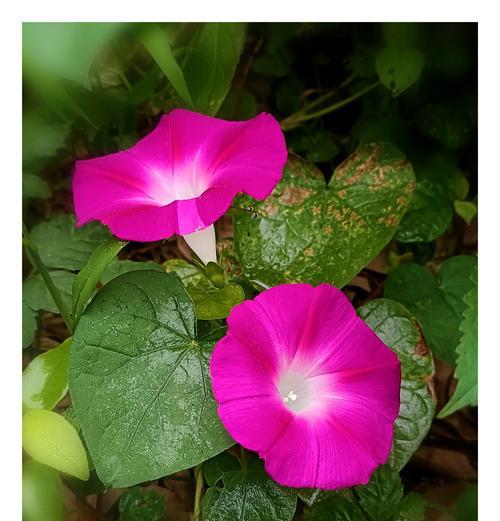 牵牛花香味探秘（原来牵牛花也有香气！）-第3张图片-绿意生活