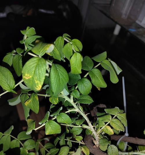 玫瑰花叶子干枯怎么办？（教你如何拯救干枯的玫瑰花叶子）-第3张图片-绿意生活