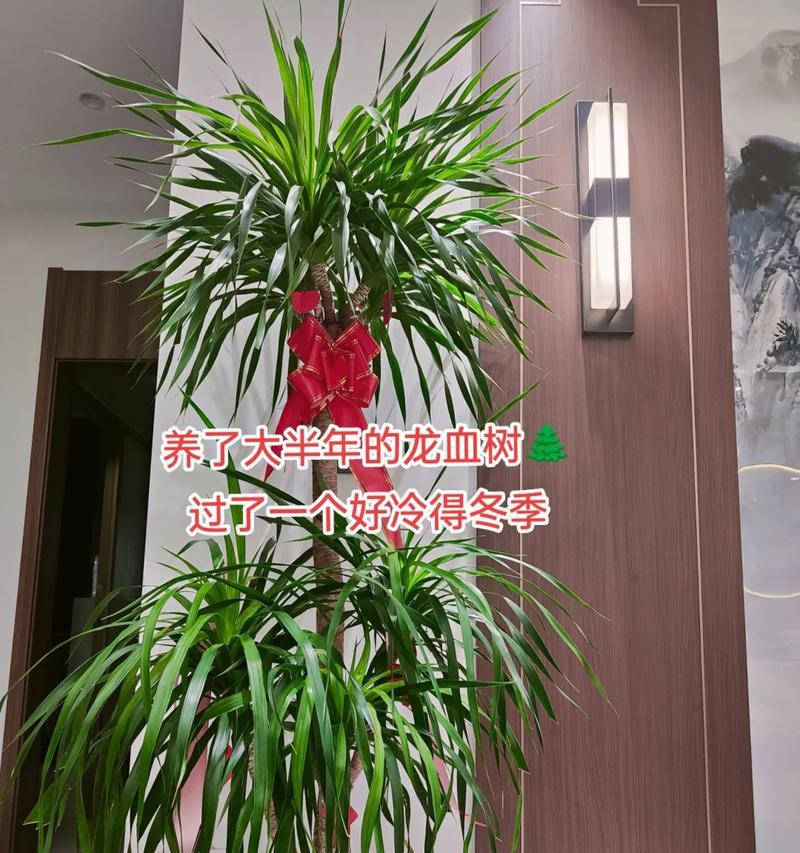 活龙血树的养殖技巧（打造绿意盎然的居家花园）-第1张图片-绿意生活