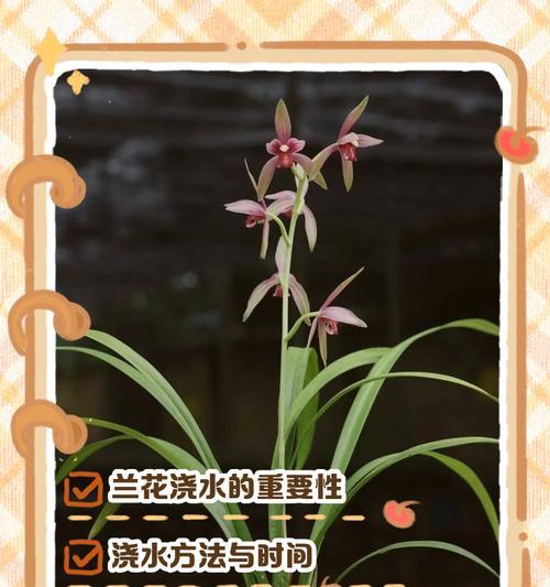 兰花养护的秘诀（打造健康美丽的兰花园）-第1张图片-绿意生活