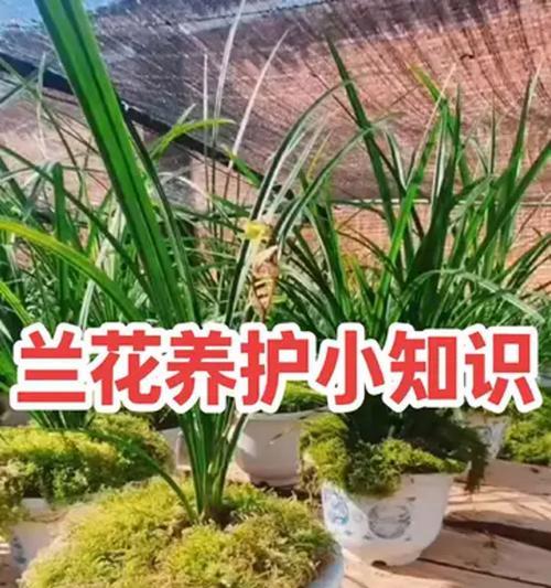 兰花养护的秘诀（打造健康美丽的兰花园）-第2张图片-绿意生活