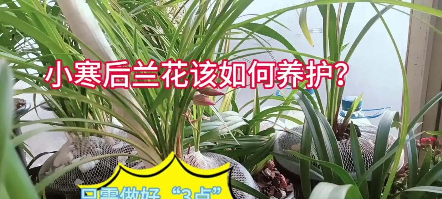 兰花养护的秘诀（打造健康美丽的兰花园）-第3张图片-绿意生活