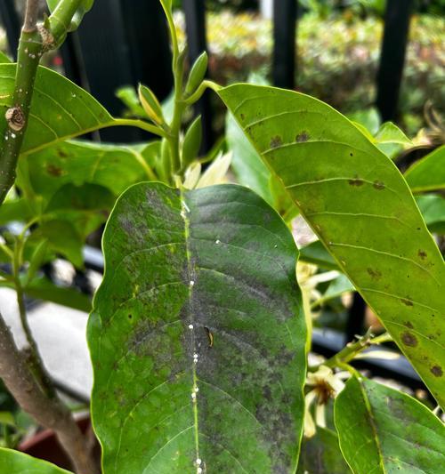 笑花为何会掉叶？（揭秘笑花的掉叶原因）-第1张图片-绿意生活