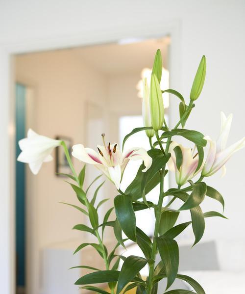 百合水培的全程指南（从种植到开花，全面了解百合水培的技巧与要点）-第1张图片-绿意生活