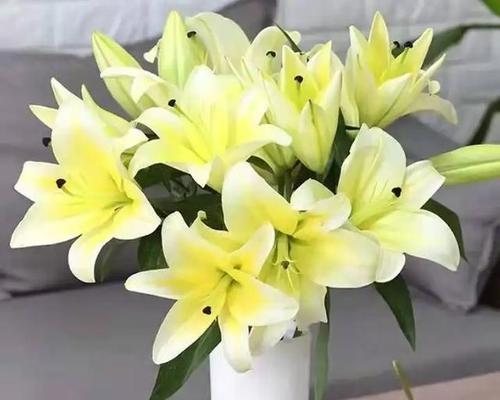 百合水培的全程指南（从种植到开花，全面了解百合水培的技巧与要点）-第3张图片-绿意生活