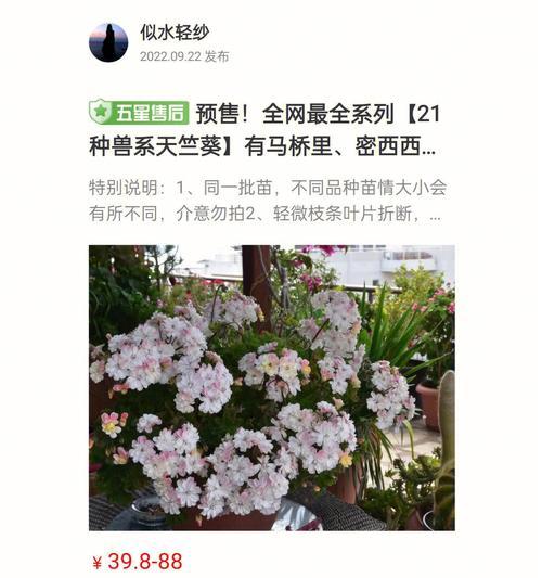 打造美丽花园的秘诀——天竺葵地平线系列种植指南（让你的花园焕发鲜艳色彩，轻松栽培天竺葵地平线系列）-第3张图片-绿意生活