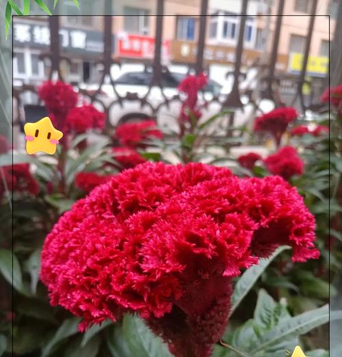 鸡冠花的花期及品种特点（探究鸡冠花的开花时间和不同品种的特点）-第2张图片-绿意生活