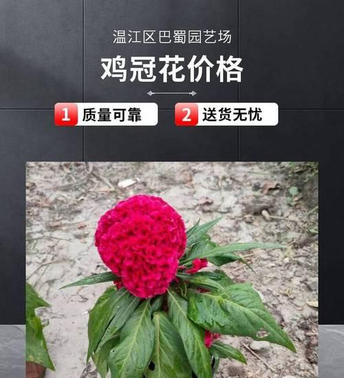 鸡冠花的花期及品种特点（探究鸡冠花的开花时间和不同品种的特点）-第3张图片-绿意生活