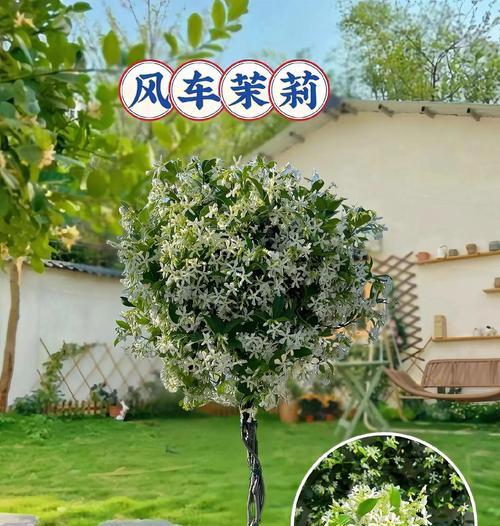 解决爬藤植物不开花问题的有效方法（为什么爬藤植物不开花？如何促进爬藤植物开花？）-第1张图片-绿意生活