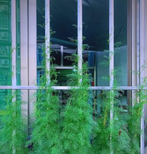 解决爬藤植物不开花问题的有效方法（为什么爬藤植物不开花？如何促进爬藤植物开花？）-第3张图片-绿意生活