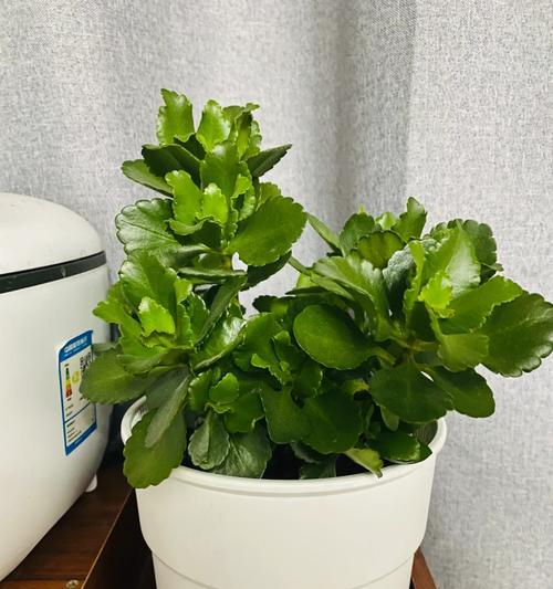 解决爬藤植物不开花问题的有效方法（为什么爬藤植物不开花？如何促进爬藤植物开花？）-第2张图片-绿意生活