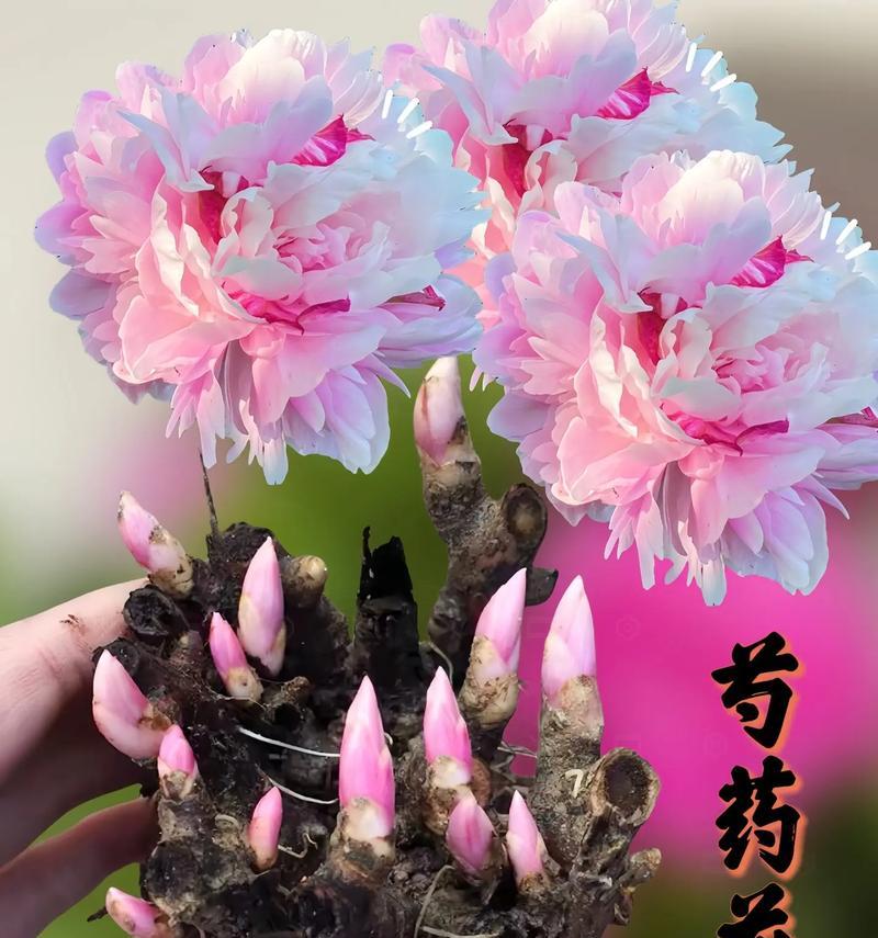 如何种植芍药？（提高芍药种植的技巧与方法）-第3张图片-绿意生活
