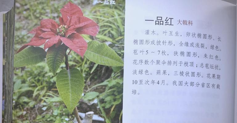 一品红叶子为何会出现干枯现象？（探寻一品红叶子干枯的原因及处理方法）-第2张图片-绿意生活