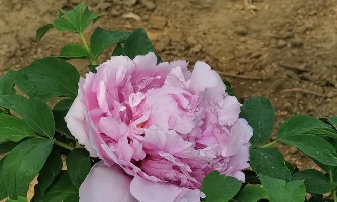 牡丹花浇水技巧（掌握适宜浇水时间和方法，让牡丹花茁壮成长）-第2张图片-绿意生活