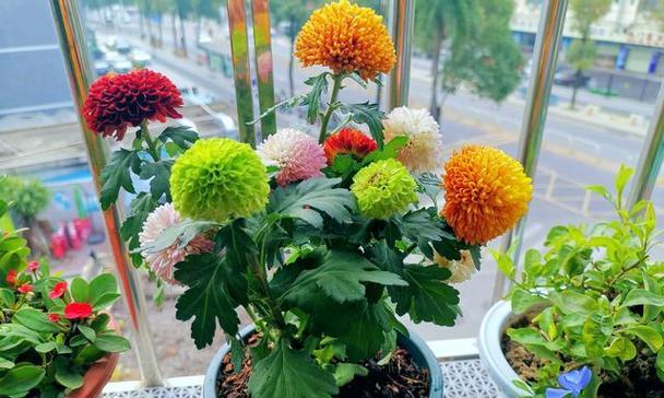 乒乓菊冬季修剪的技巧与方法（打造健康茂盛的乒乓菊，享受冬季花园的美景）-第3张图片-绿意生活
