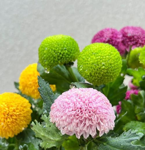 乒乓菊冬季修剪的技巧与方法（打造健康茂盛的乒乓菊，享受冬季花园的美景）-第2张图片-绿意生活