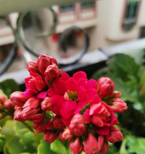黄花槐扦插技巧剖析（掌握正确时间和步骤成功种植黄花槐）-第1张图片-绿意生活