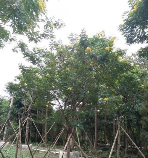 黄花槐扦插技巧剖析（掌握正确时间和步骤成功种植黄花槐）-第2张图片-绿意生活
