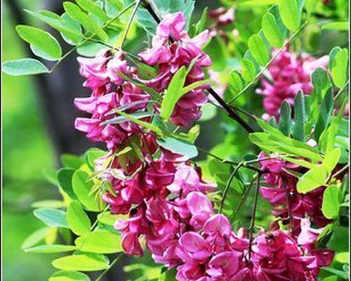黄花槐扦插技巧剖析（掌握正确时间和步骤成功种植黄花槐）-第3张图片-绿意生活