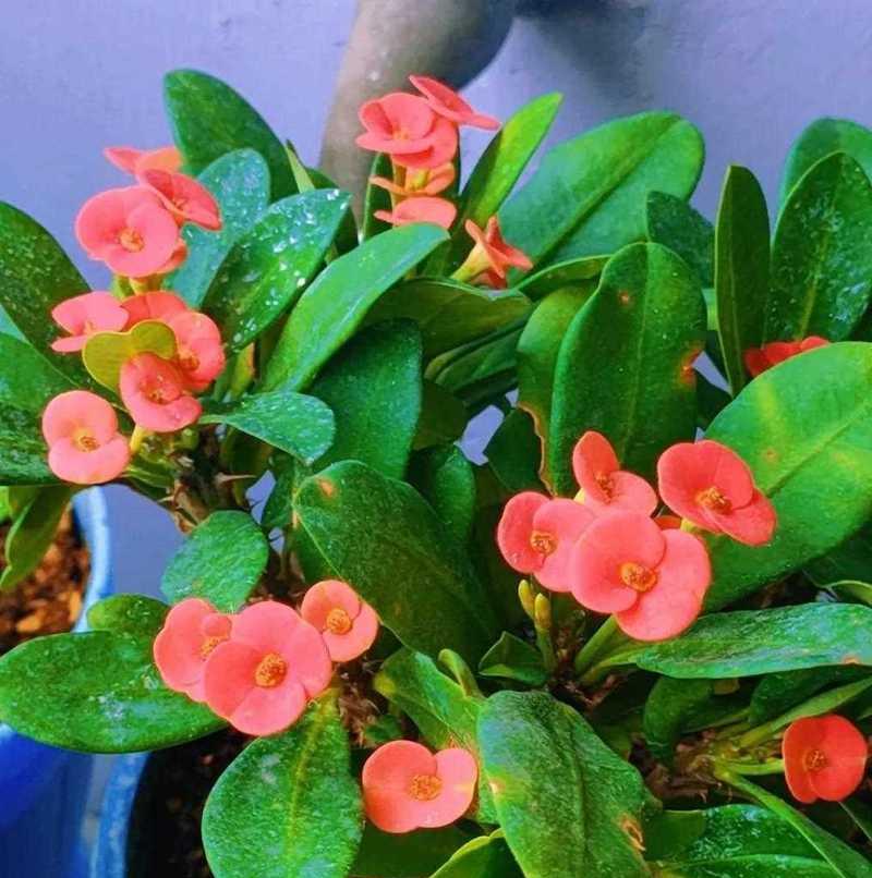 铁海棠一年开花次数及相关知识（探秘铁海棠的花期与繁殖方式）-第1张图片-绿意生活