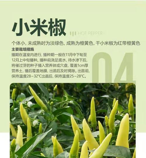 菜椒的种植与管理技巧（菜椒种植的最佳时间以及注意事项）-第1张图片-绿意生活