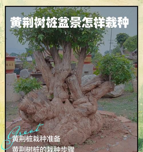 紫荆树的繁殖技巧（掌握紫荆树繁殖技巧，打造花园瑰丽的紫荆花海）-第3张图片-绿意生活
