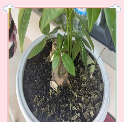 茶叶花施肥技巧——让你的茶叶花茁壮成长（掌握正确的施肥方法，助力茶叶花健康成长）-第2张图片-绿意生活