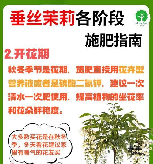 茶叶花施肥技巧——让你的茶叶花茁壮成长（掌握正确的施肥方法，助力茶叶花健康成长）-第1张图片-绿意生活