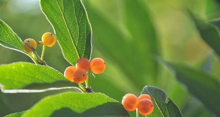 金银花果实的药用价值与食用方法（金银花果实的营养价值和健康功效）-第2张图片-绿意生活