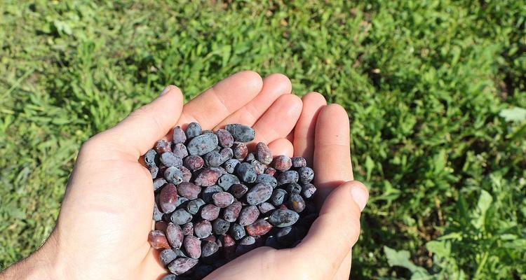 金银花果实的药用价值与食用方法（金银花果实的营养价值和健康功效）-第3张图片-绿意生活