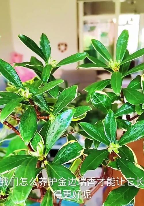 以金边端香的养植技巧（了解这个美丽的植物并将其成功养活的关键）-第2张图片-绿意生活