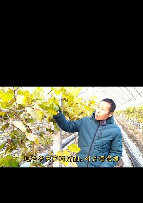 玫瑰花叶子黑斑病防治方法（打造健康玫瑰，防止叶子黑斑病侵袭）-第2张图片-绿意生活