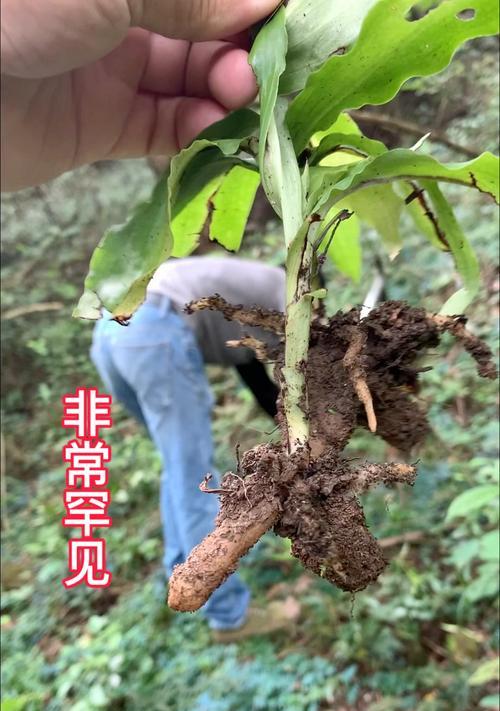 双肾草——盛产于中国的珍稀中草药（探寻双肾草的药用价值与栽培技巧）-第1张图片-绿意生活