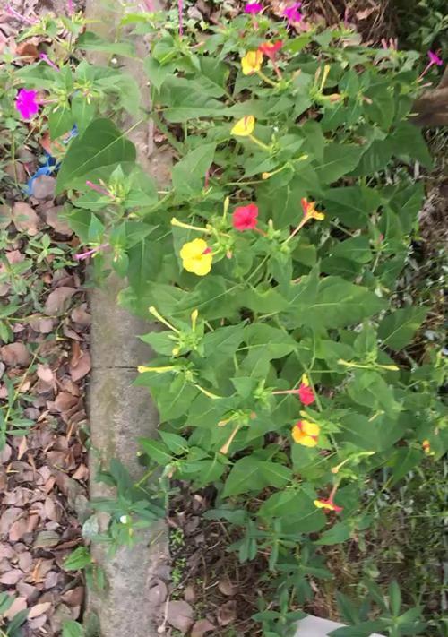 以花枫的记忆恢复之路（探索记忆世界，重拾失落的片段）-第1张图片-绿意生活