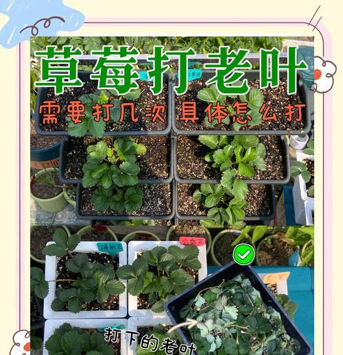 草莓种植全攻略（时间、方法、养护一网打尽）-第1张图片-绿意生活