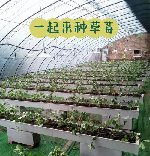 草莓种植全攻略（时间、方法、养护一网打尽）-第2张图片-绿意生活