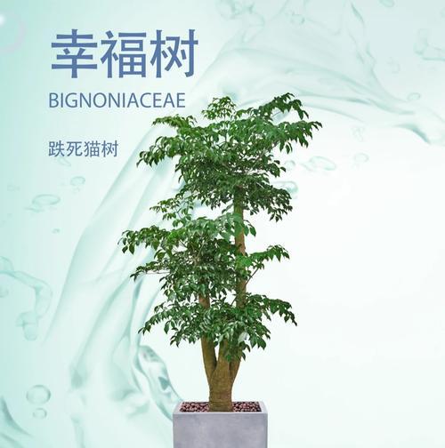 如何有效解决幸福树太湿的问题（幸福树的生长环境和水分管理关键）-第1张图片-绿意生活