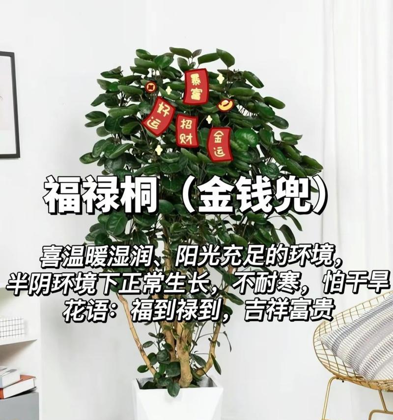 如何有效解决幸福树太湿的问题（幸福树的生长环境和水分管理关键）-第3张图片-绿意生活