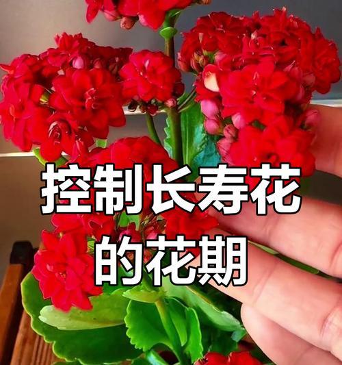 以长寿花短日照控制花期的技巧（花期控制）-第3张图片-绿意生活