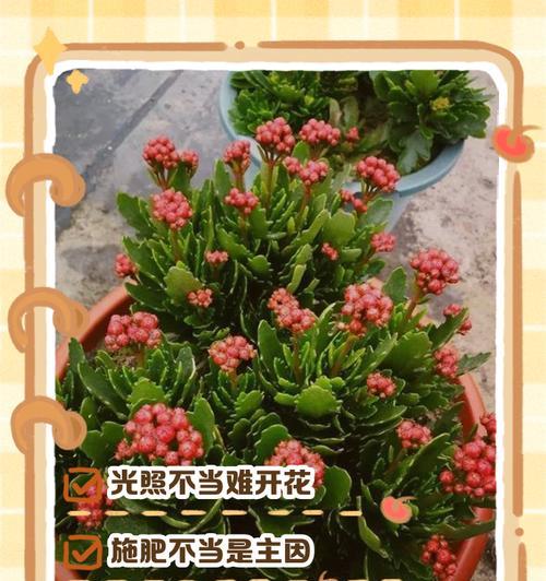 以长寿花短日照控制花期的技巧（花期控制）-第2张图片-绿意生活