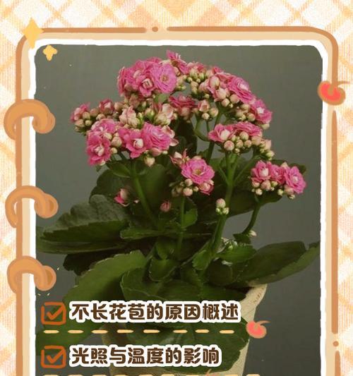 以长寿花短日照控制花期的技巧（花期控制）-第1张图片-绿意生活