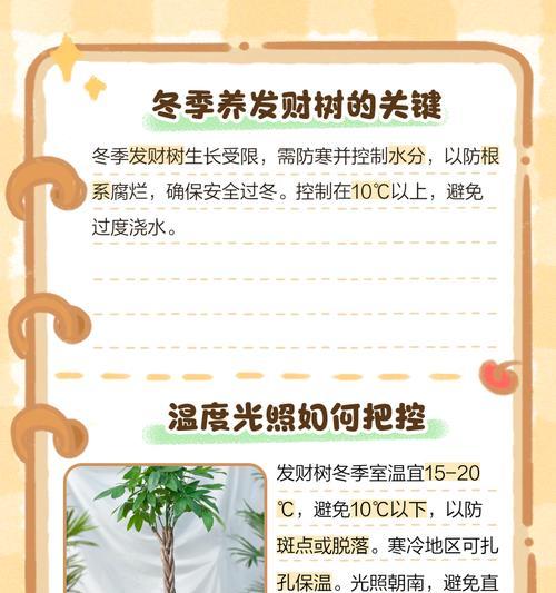 发财树冬天如何在室外安全度过？（室外环境对发财树的影响及保护方法）-第2张图片-绿意生活