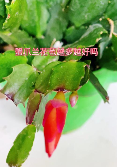 蟹爪兰花蕾掉了怎么办？（保护蟹爪兰花蕾的方法和注意事项）-第1张图片-绿意生活