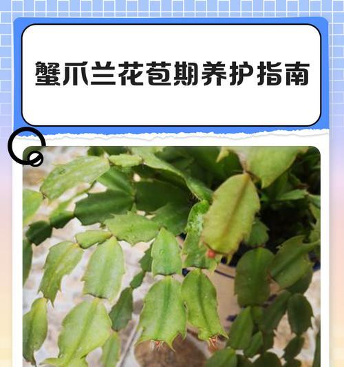 蟹爪兰花蕾掉了怎么办？（保护蟹爪兰花蕾的方法和注意事项）-第2张图片-绿意生活