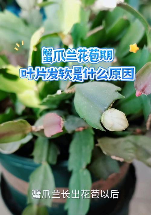 蟹爪兰花蕾掉了怎么办？（保护蟹爪兰花蕾的方法和注意事项）-第3张图片-绿意生活