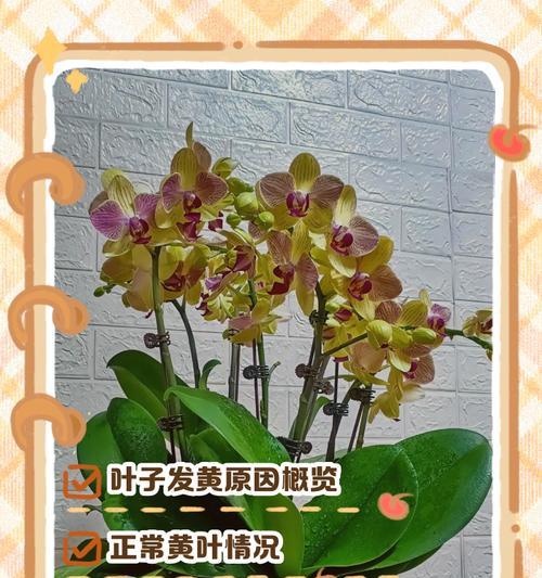 蕙兰根部叶子发黄原因及处理方法（如何有效处理蕙兰根部叶子发黄问题）-第1张图片-绿意生活