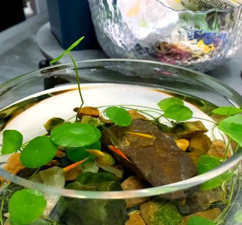 铜钱草白色物质之谜（揭开铜钱草上白色物质的奥秘）-第3张图片-绿意生活